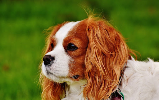 dog king charles spaniel